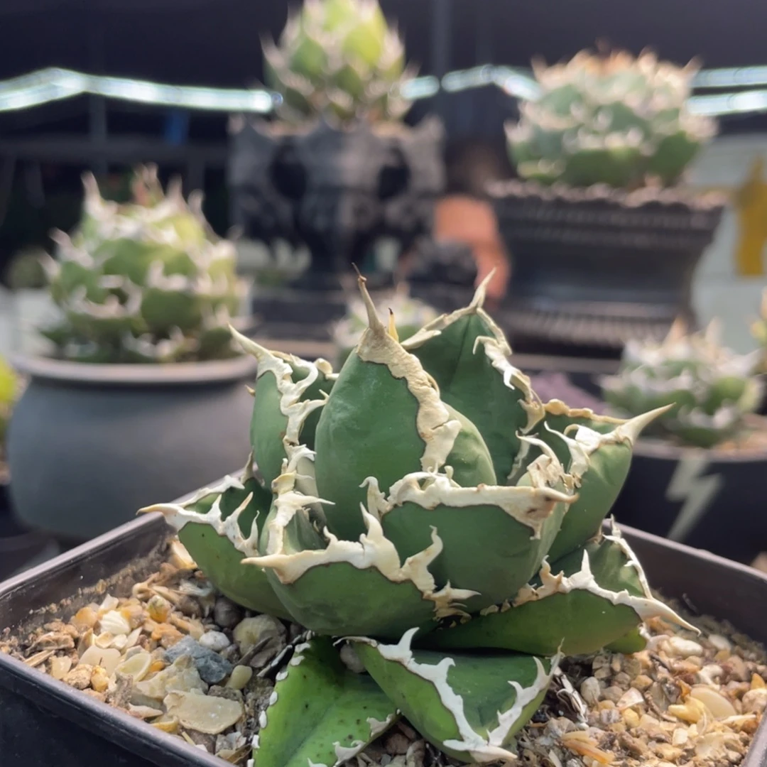 灯养狼人888888888888888