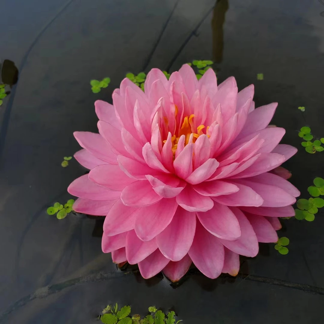 进口耐寒睡莲带花带花苞发货室内外池塘水池水培植物