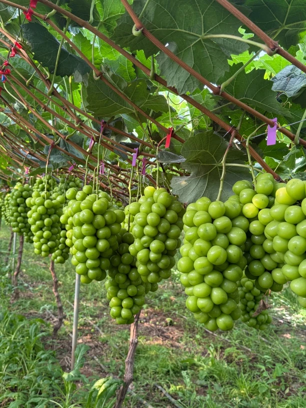 大凉山阳光玫瑰葡萄