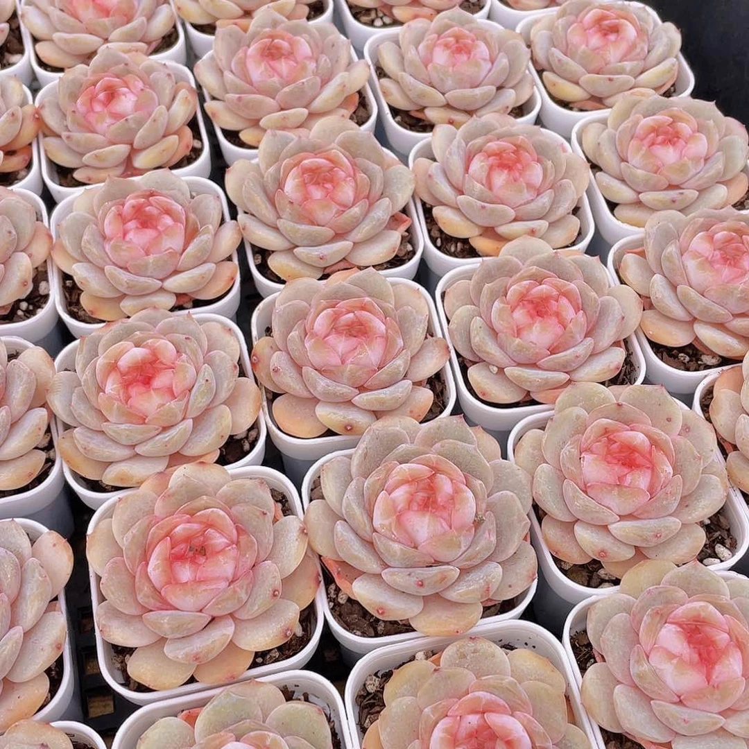 量拍144号 桃心珍妮单头一个