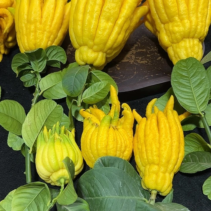 南***风完全开放九九九九佛手