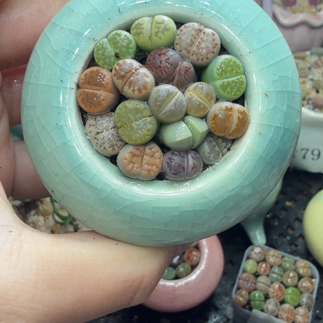 多肉葡萄的味道真的是777