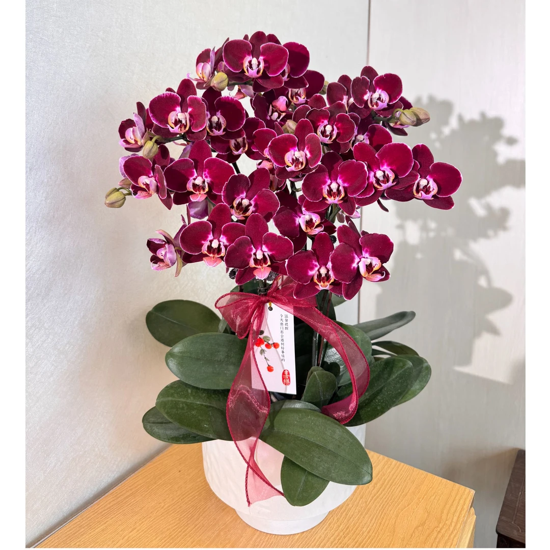 《黑珍珠》黑红色系蜡质蝴蝶兰室内种植桌面花卉摆件送礼首选