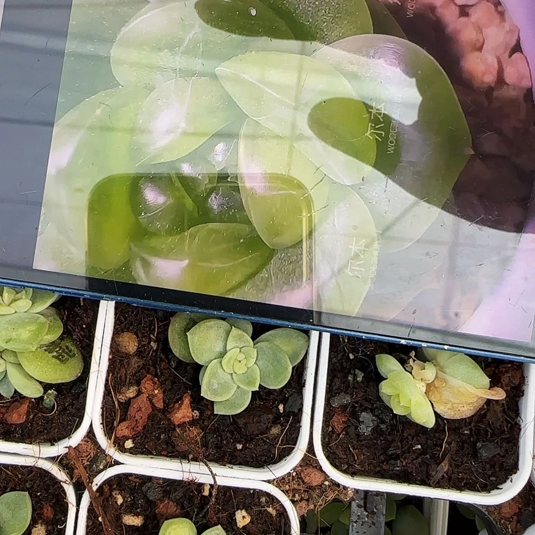 翠花珍妮 中盆新苗床一个满25包邮