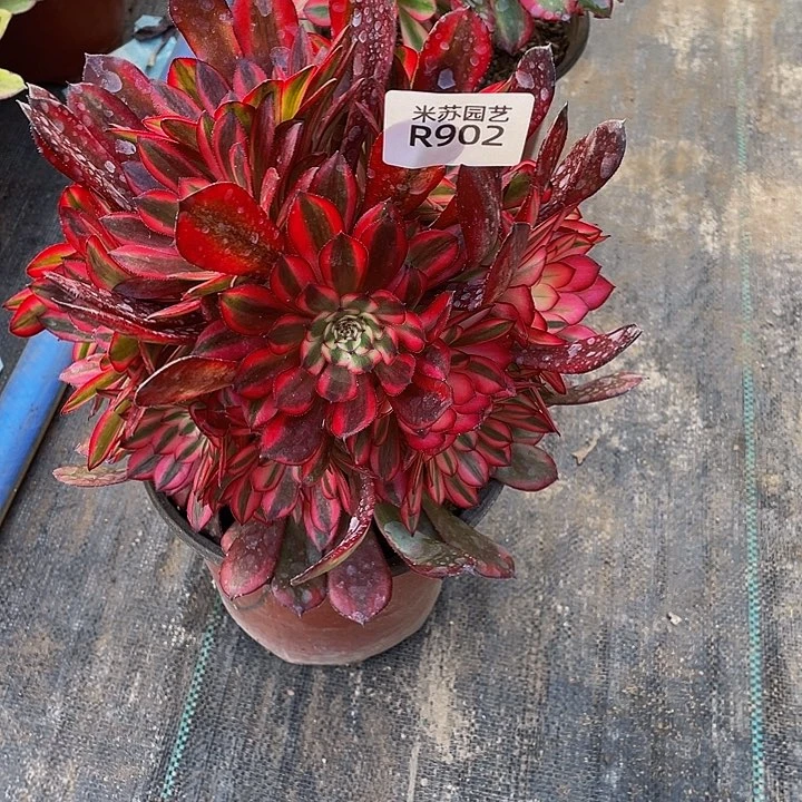 902多肉植物的生长