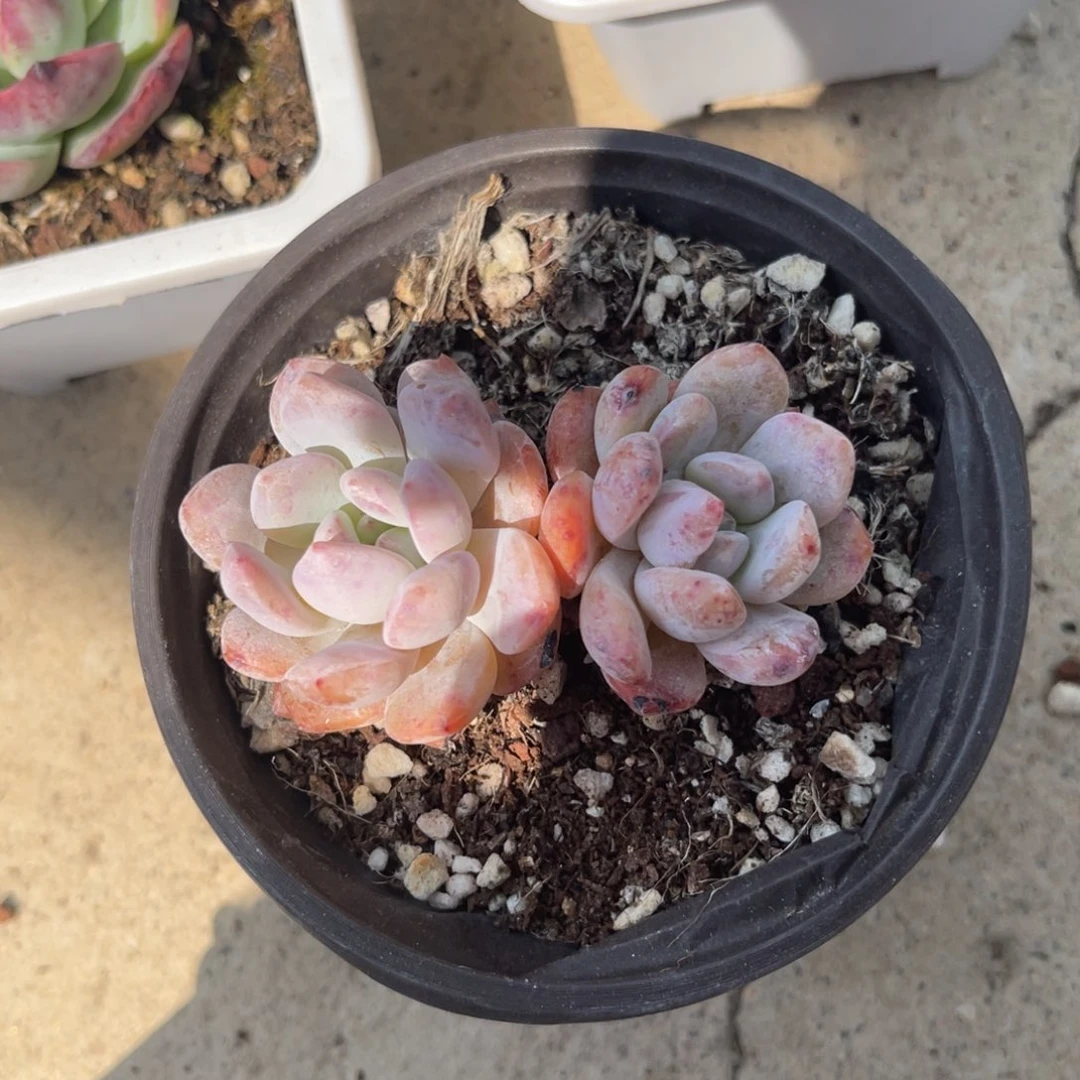 多肉植物一物一拍