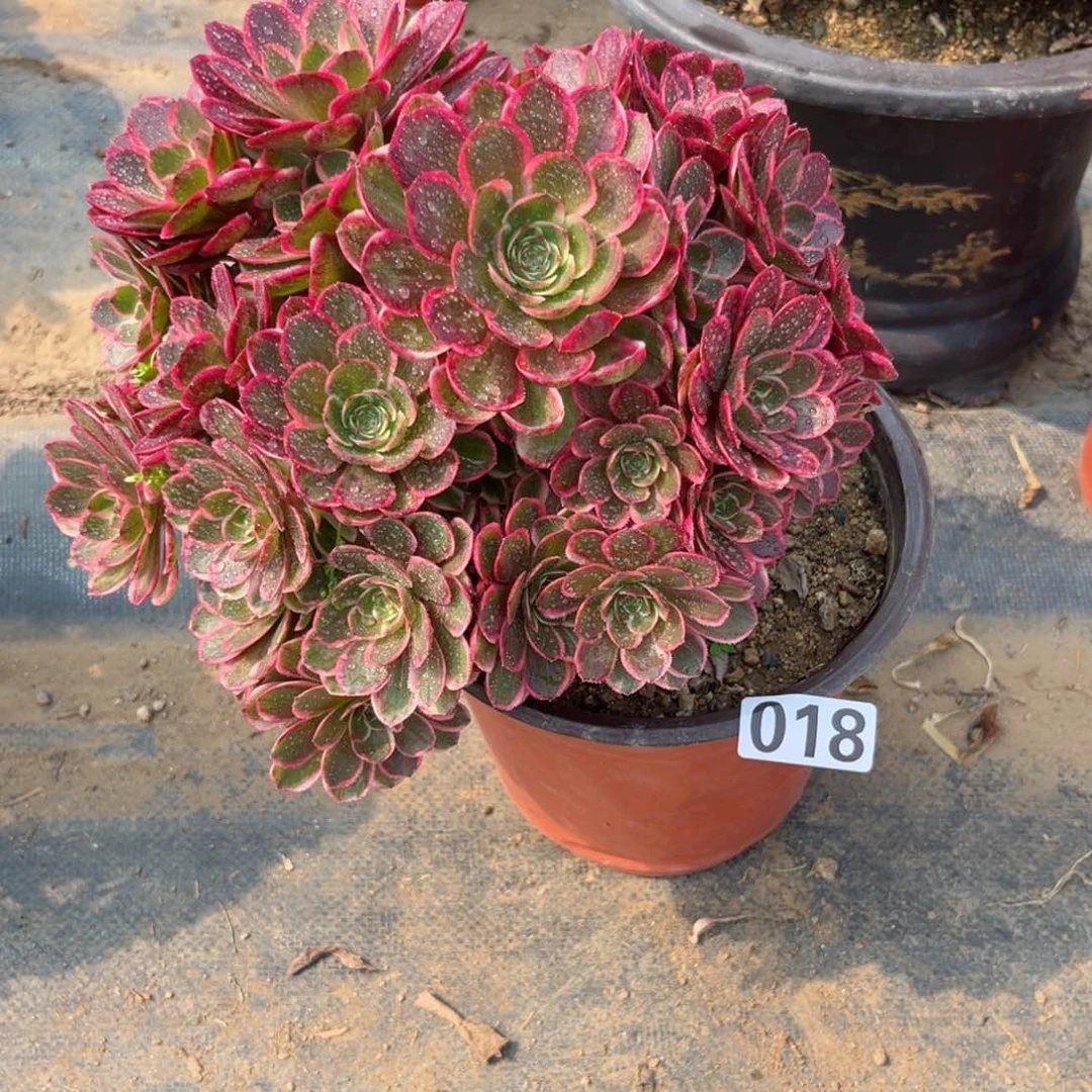 小**夜018粉花妖多肉植物