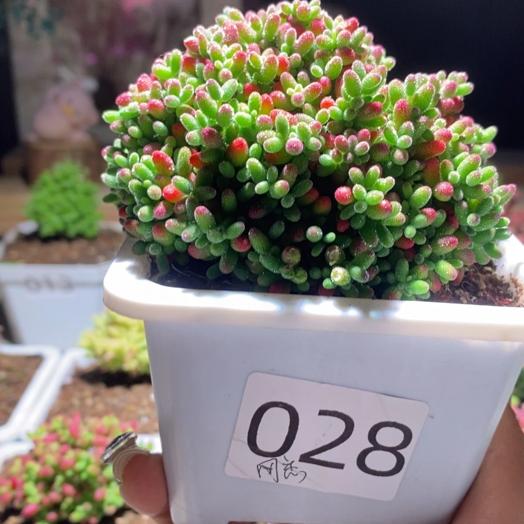 网****0蜜橘带盆土发货一物一拍