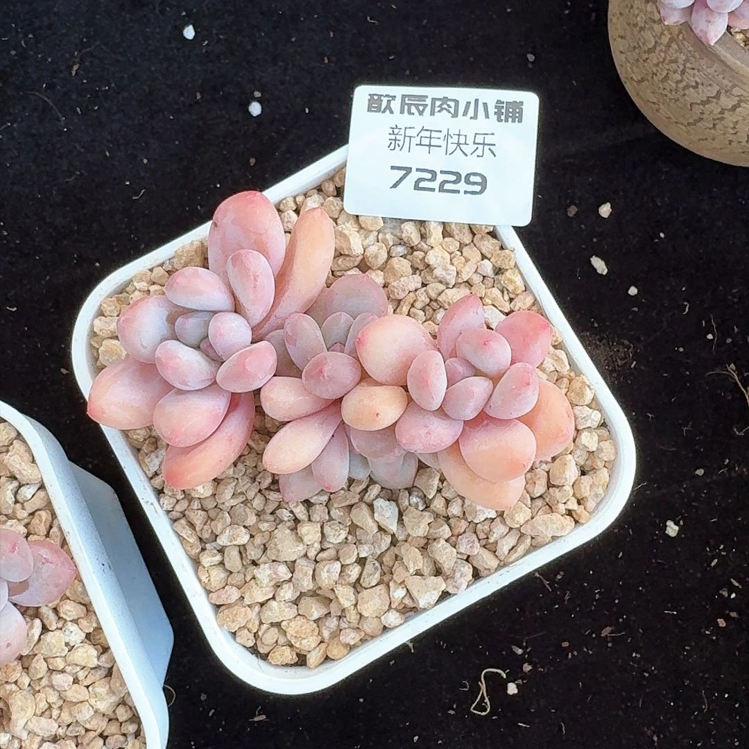 多肉植物香水老桩7229