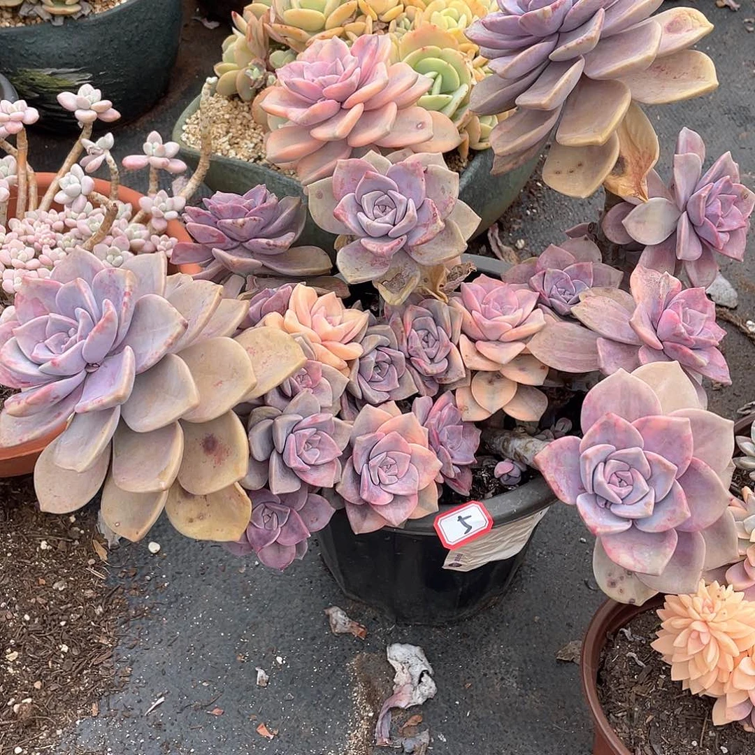 05紫乐锦 一物一拍多肉