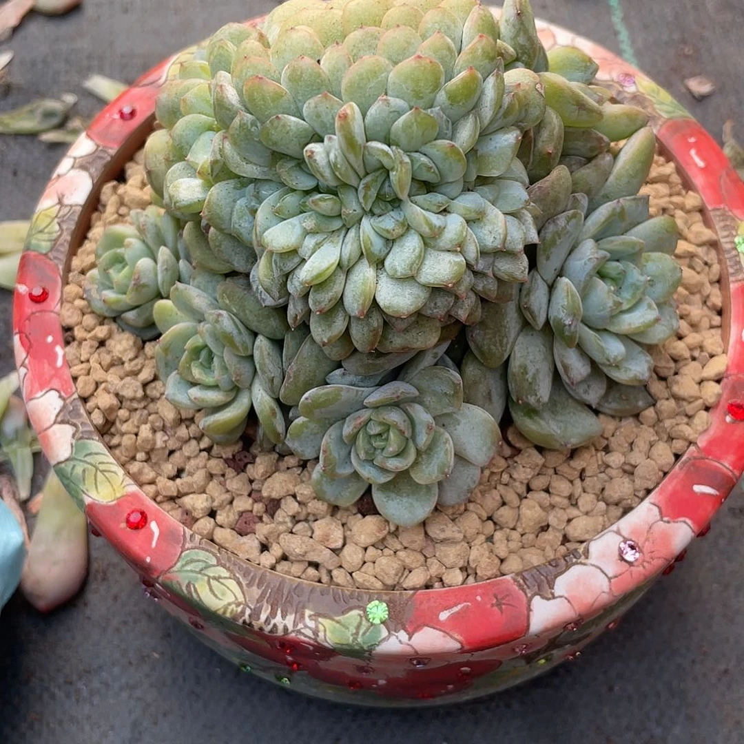 实生冰魄朵朵缀，大约20头左右