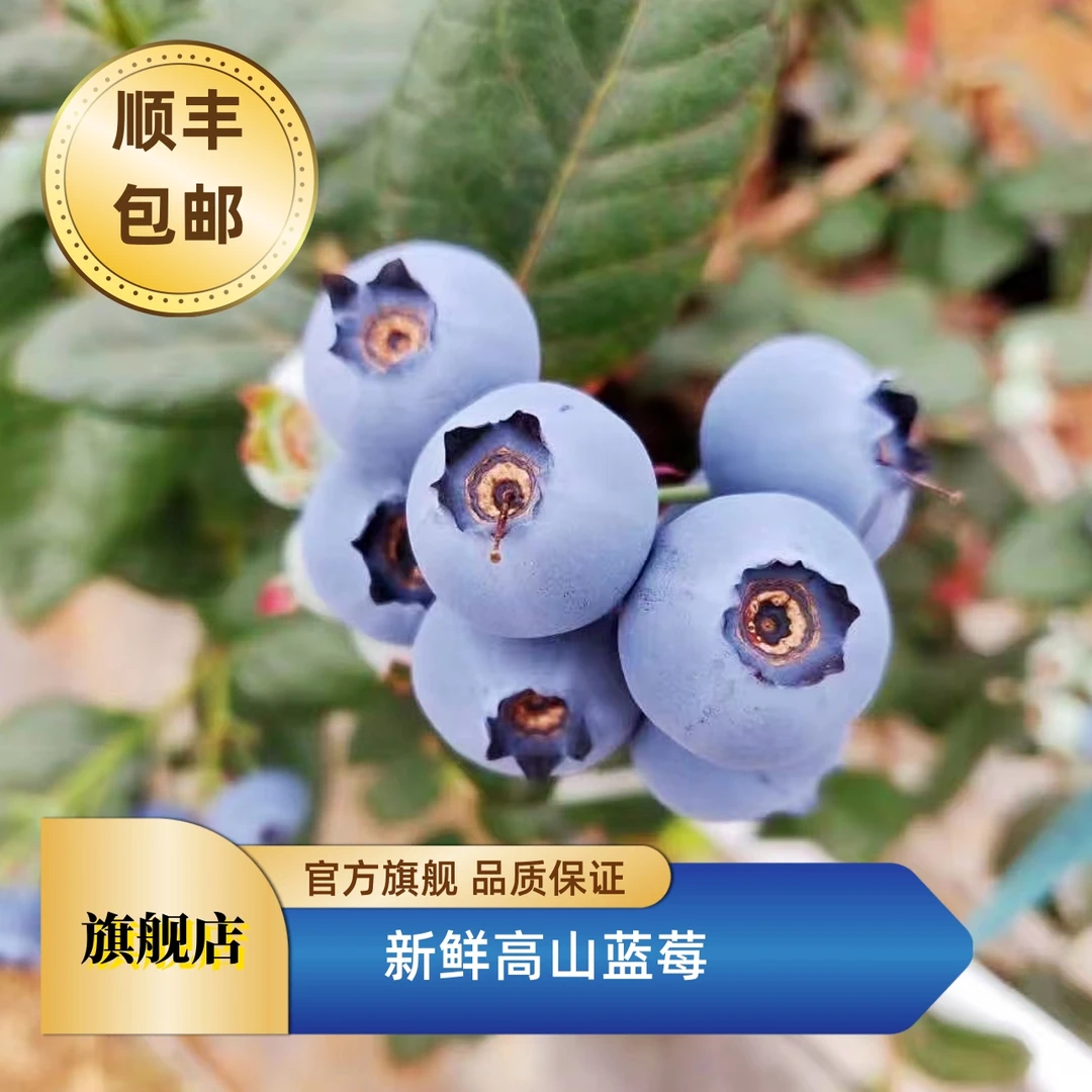 【2月浮力】18+大果云南高山蓝莓新鲜当季水果125g/盒
