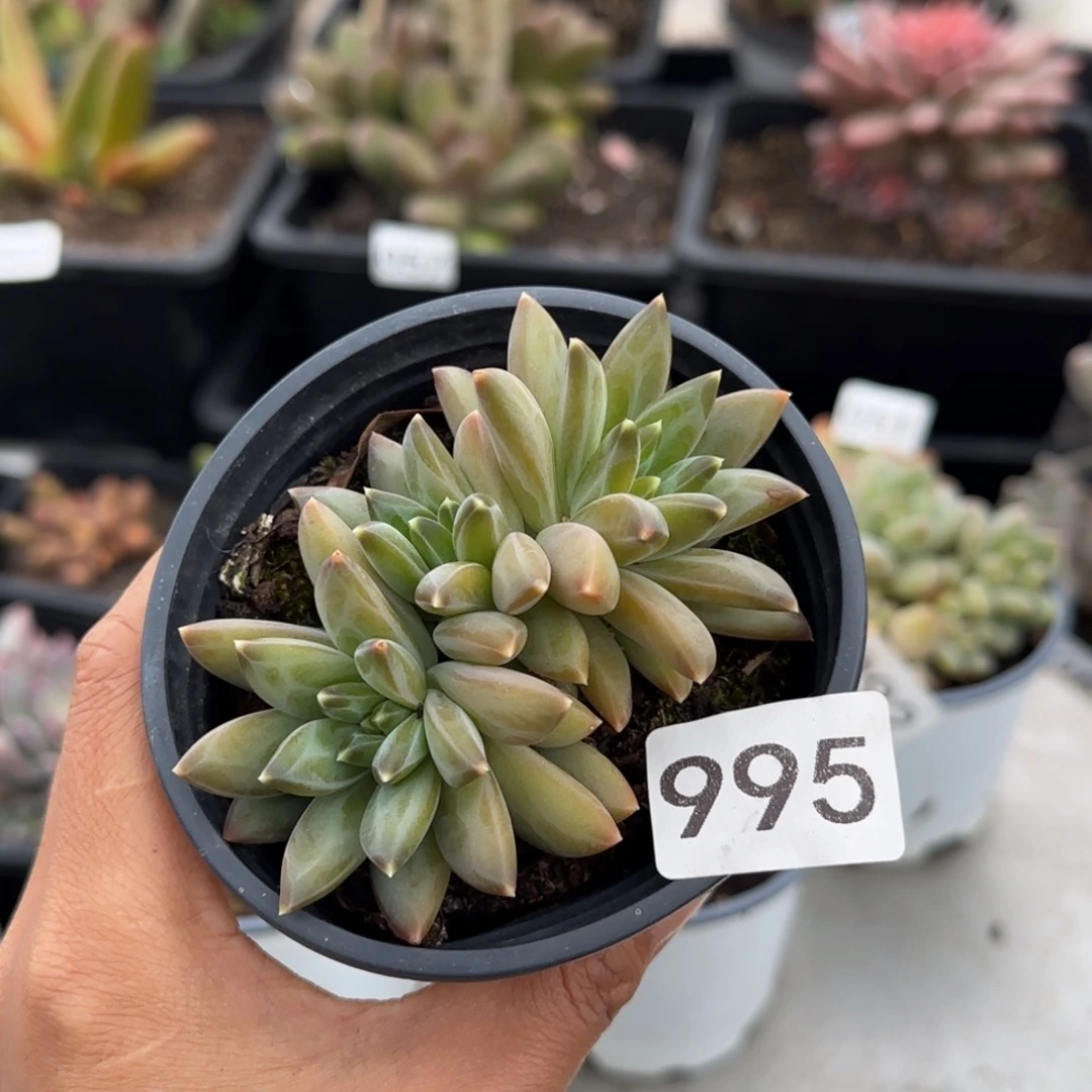 995号一物一拍一物一拍