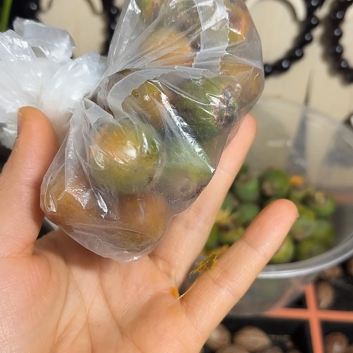 金***金原生态紫金鼠带皮