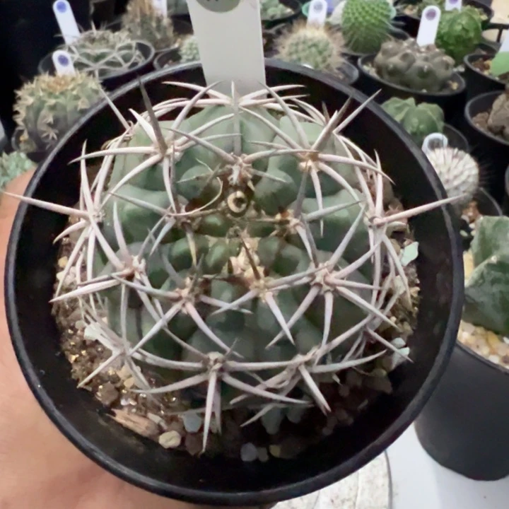 完全开放特价商品实生碧岩玉不售后脱土发货