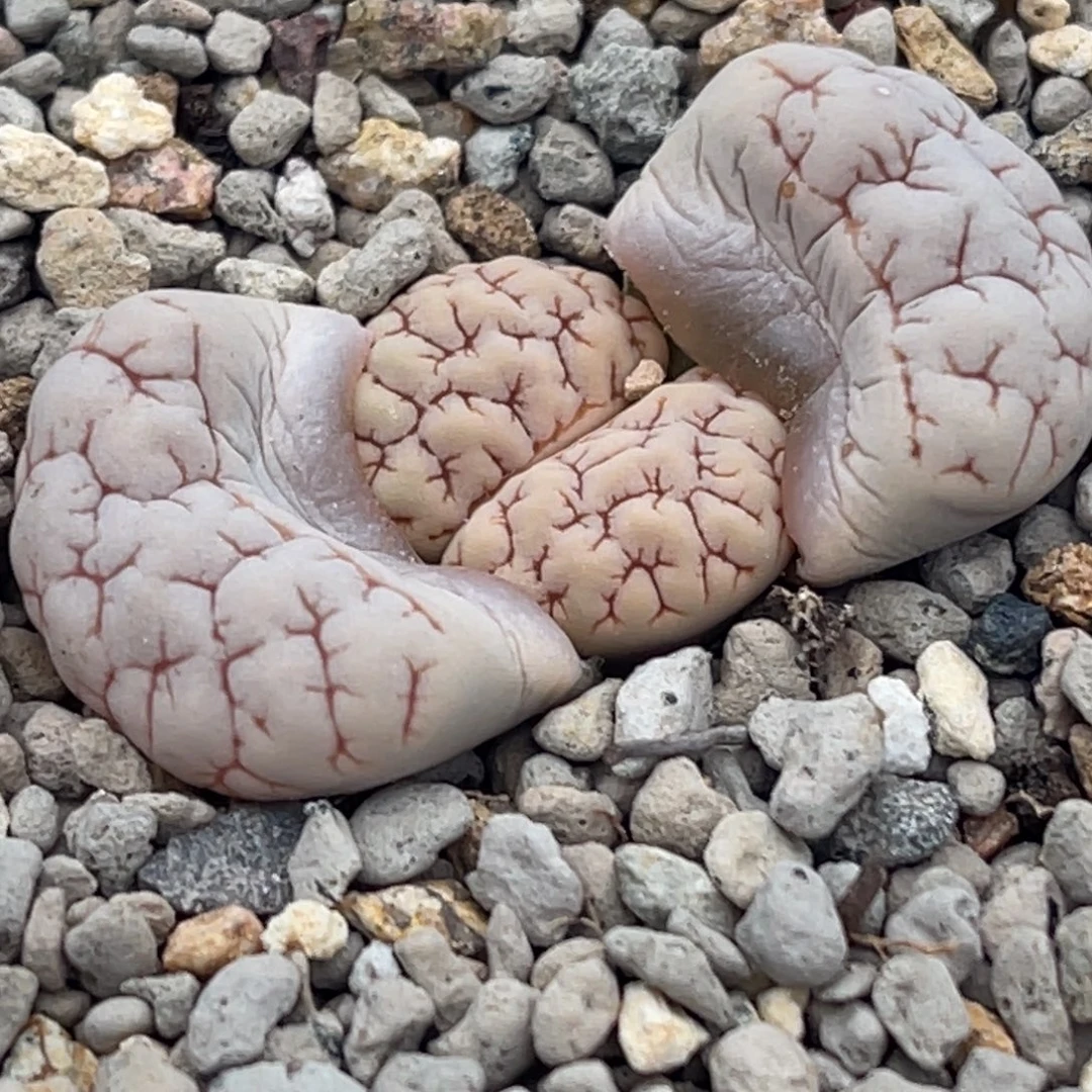 7781红纹蛙哥189一颗