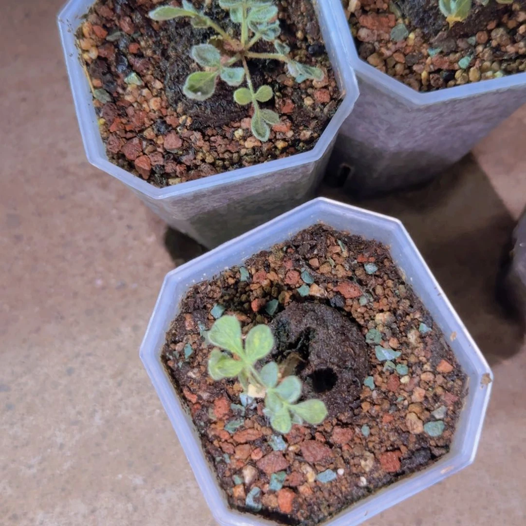碟***迪块根植物块根植物
