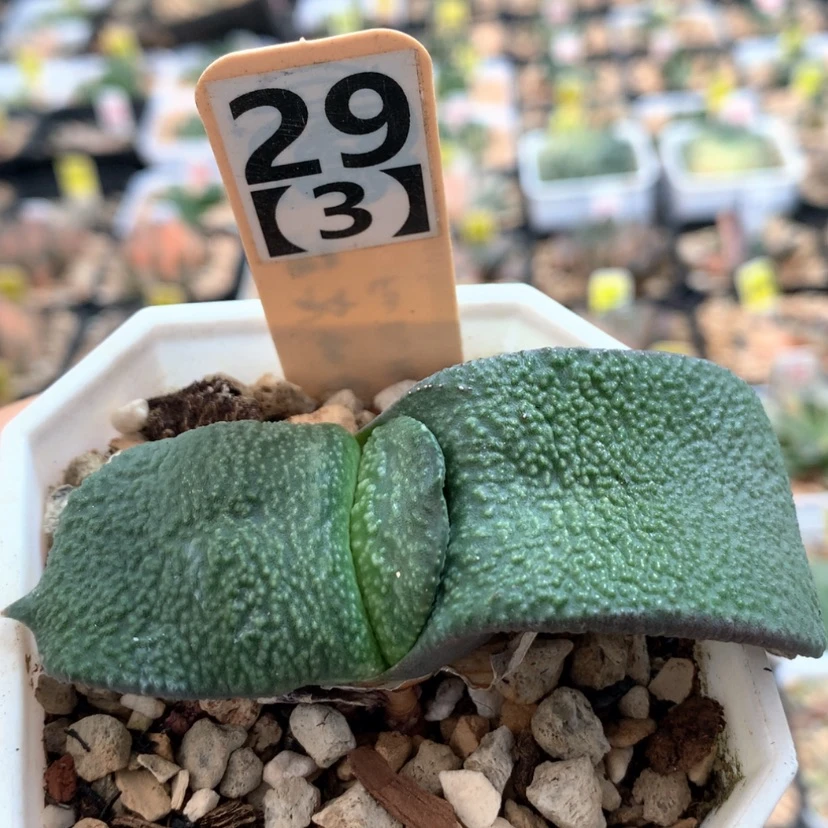 【闪购商品】293蜗牛