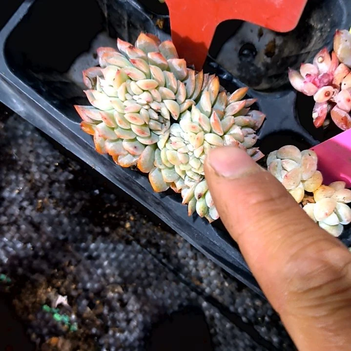 n**o，，满9元包邮，66号一物一拍缀化