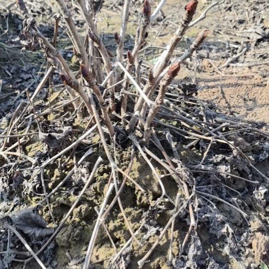 无花朵1111111111111111