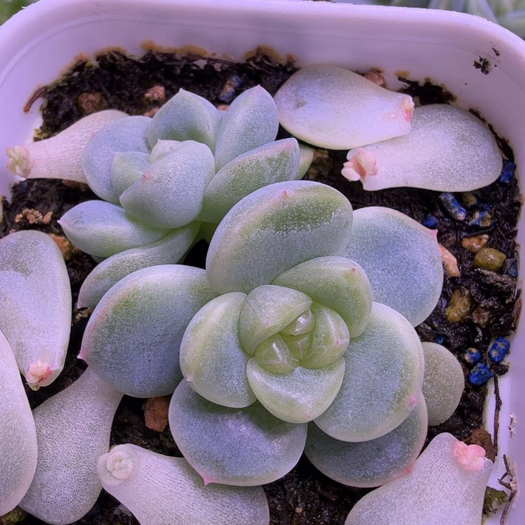 255甜心叶插苗一物一拍