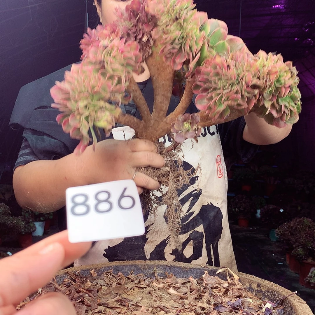 柒柒精品多肉脱土发货不包断侧枝886