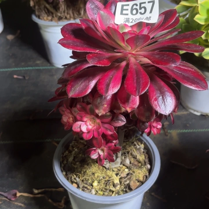 瑞妈一物一拍657。有断枝