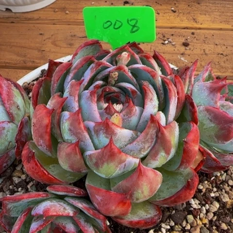 组合套餐编号8号