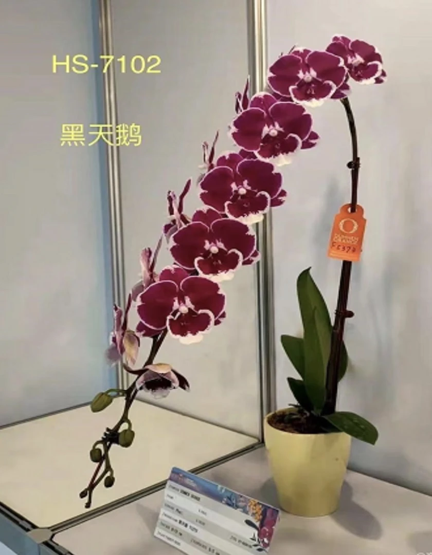 【黑天鹅】稀缺蝴蝶兰3.5寸黑红色大花  根系良 剪过春梗 无花无梗