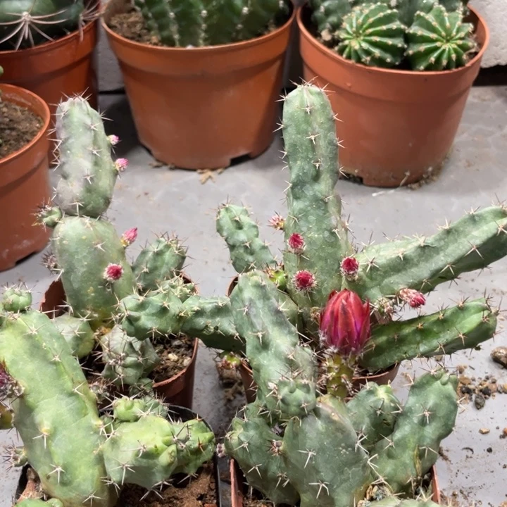 红花美花角自根小杯带花苞