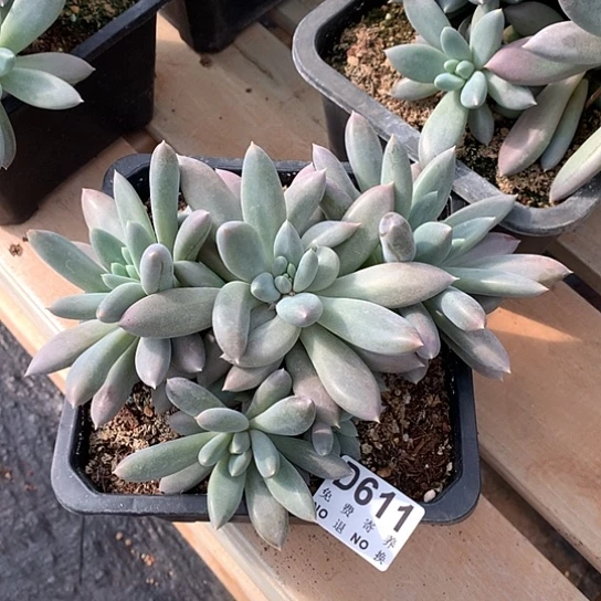 黄胖体哥特611 亏本处理退款拉黑7-8天发货