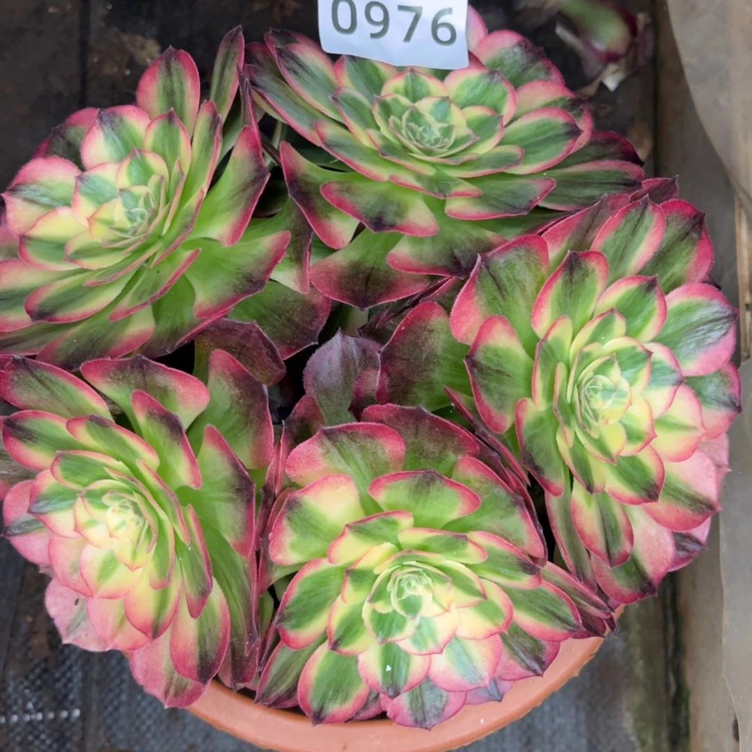 海鲜特价多肉发货