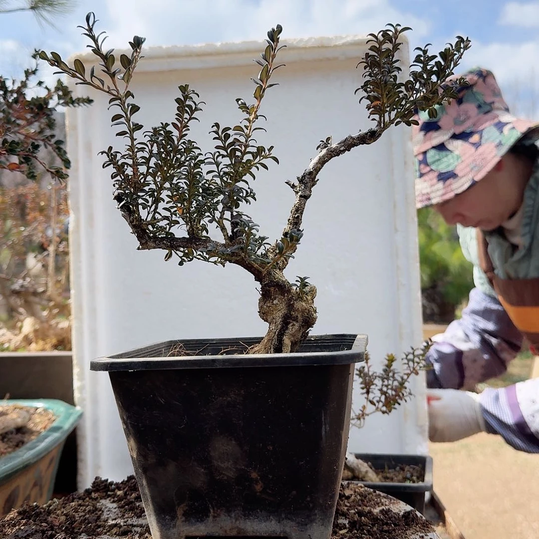 珍珠黄杨盆栽素材