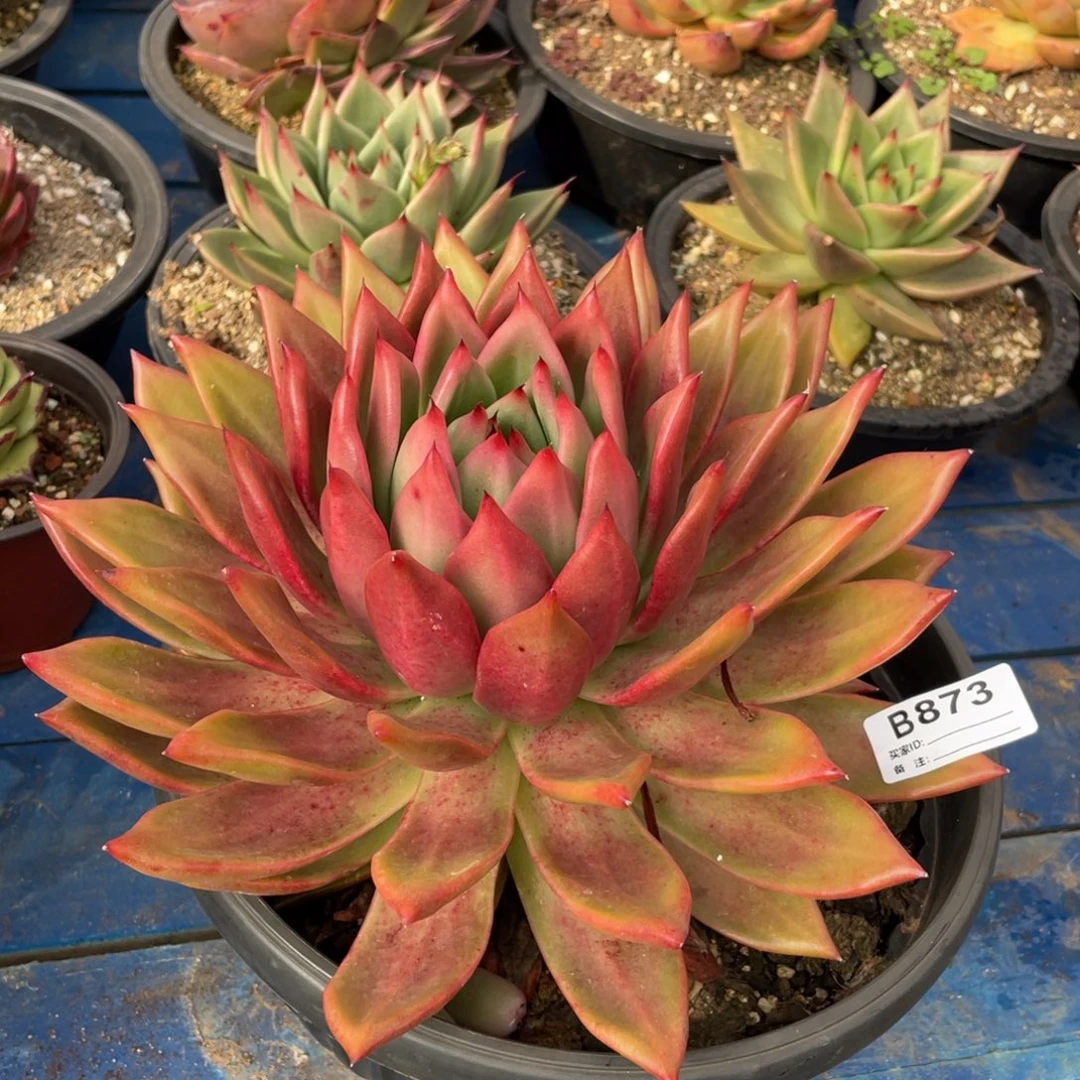 无花朵若如东云组拍B873