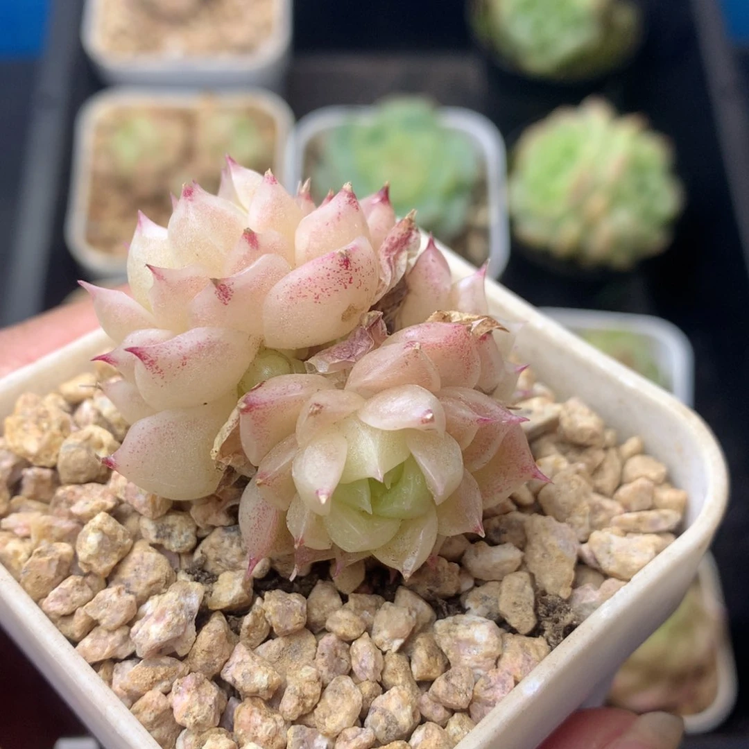 58包邮  群生不包整 2