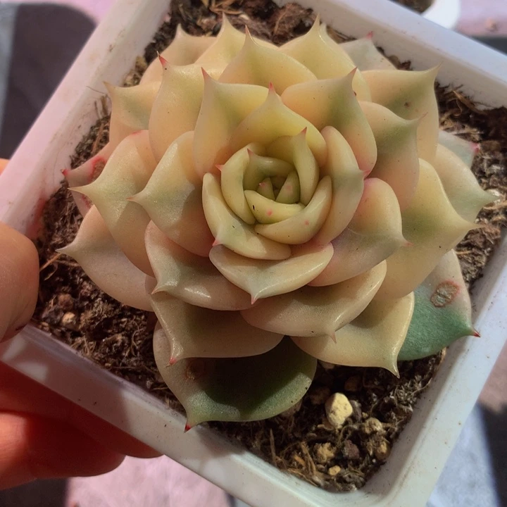 贝加尔湖锦，一物一拍