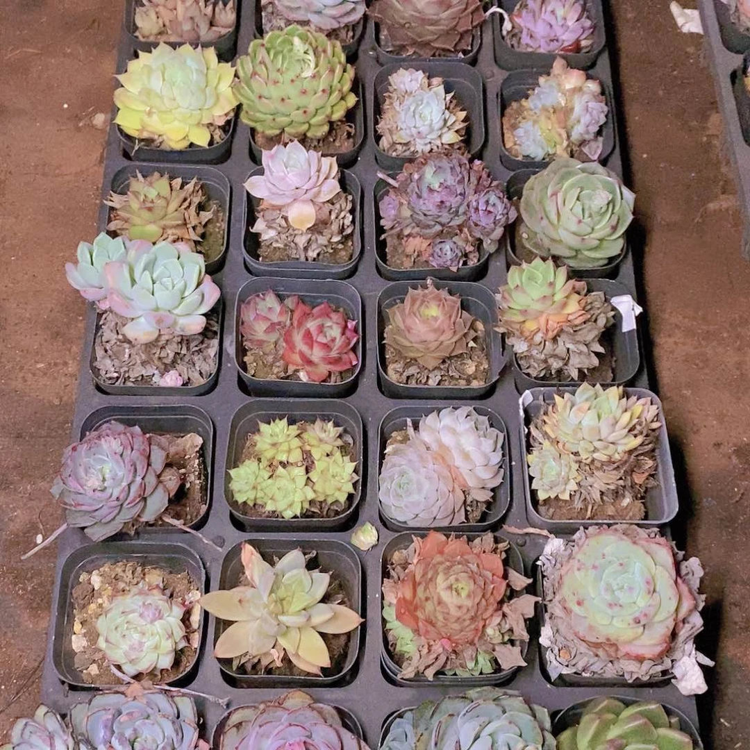 【闪购商品】云153