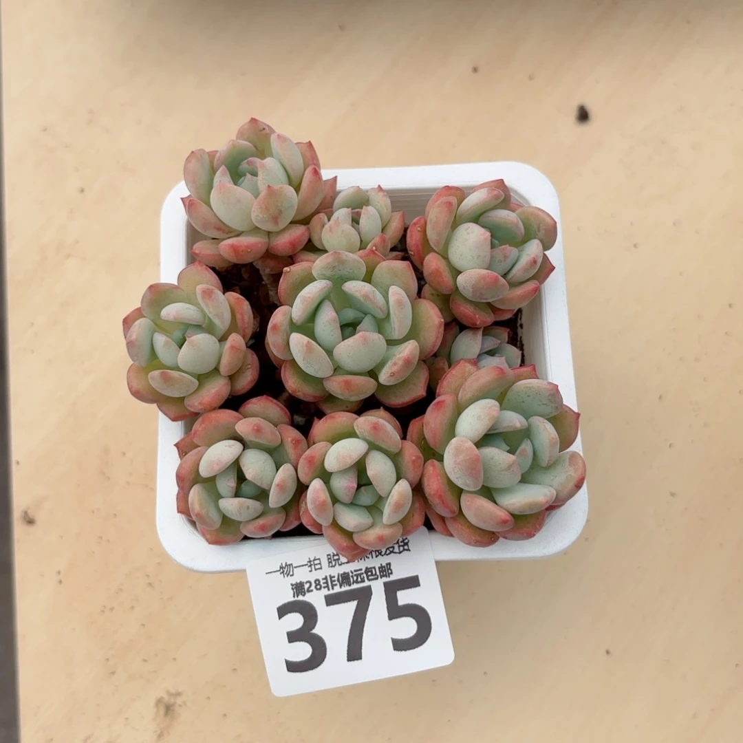 蜜桃格林老桩无盆土发货