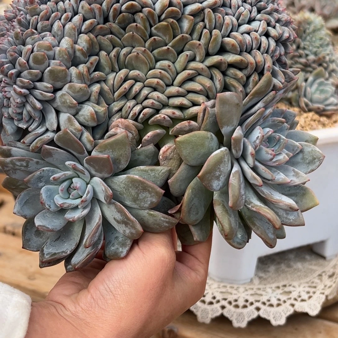 星影石榴籽缀化发货