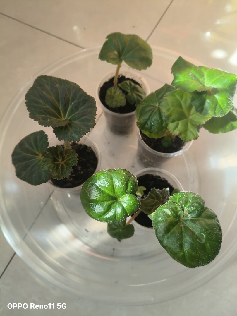 4颗，炸毛红杂，蕾丝粉杂白，金正日杂最美蕾丝粉，流苏红