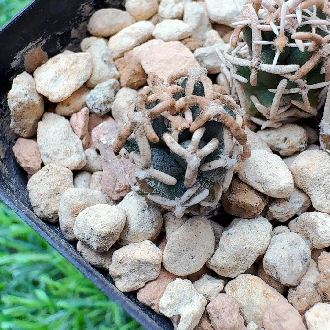 直播间,飞鸟,专拍,专拍,