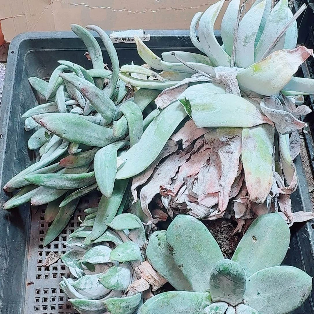 6186瑕疵框拍不售后