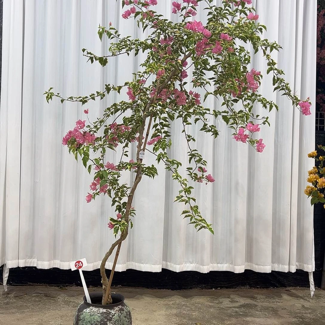 以实际为准三角梅腊染粉