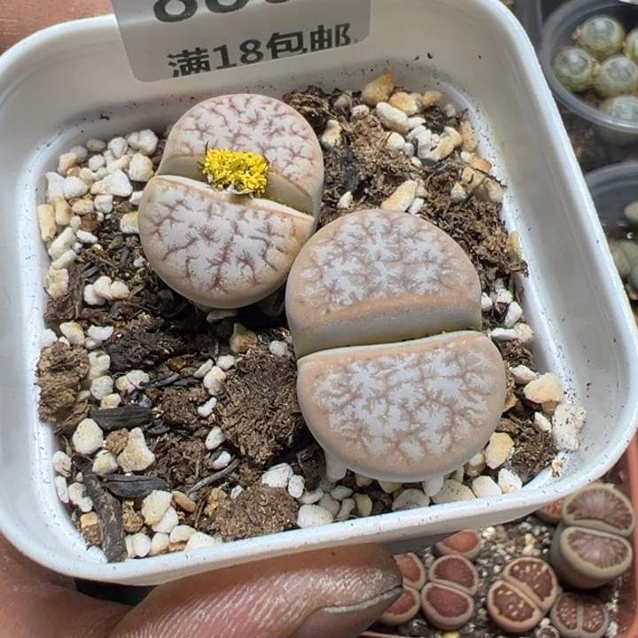 【闪购商品】 886.