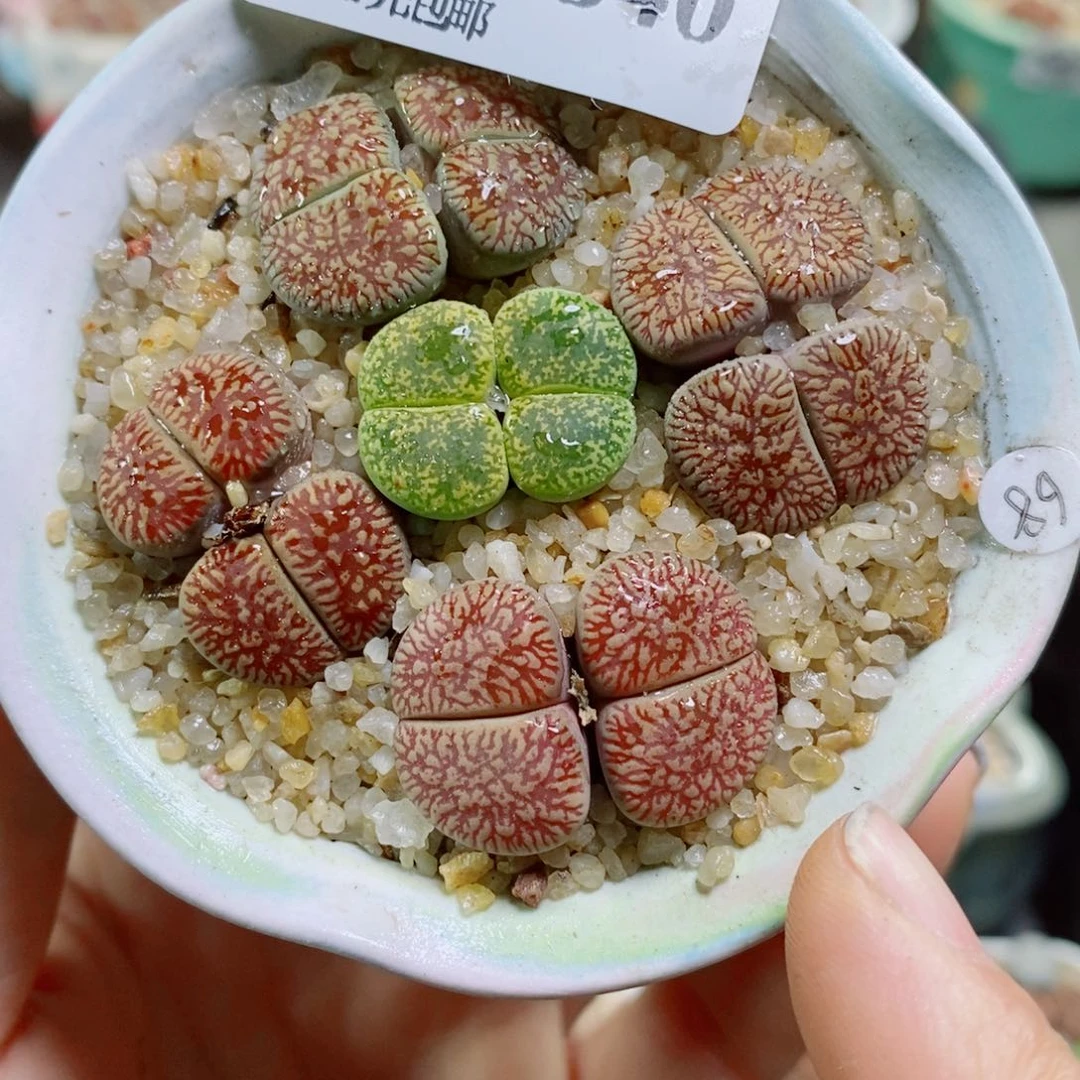 生石花花花花花花花840