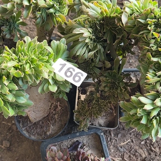 德***玲多肉植物六个有伤