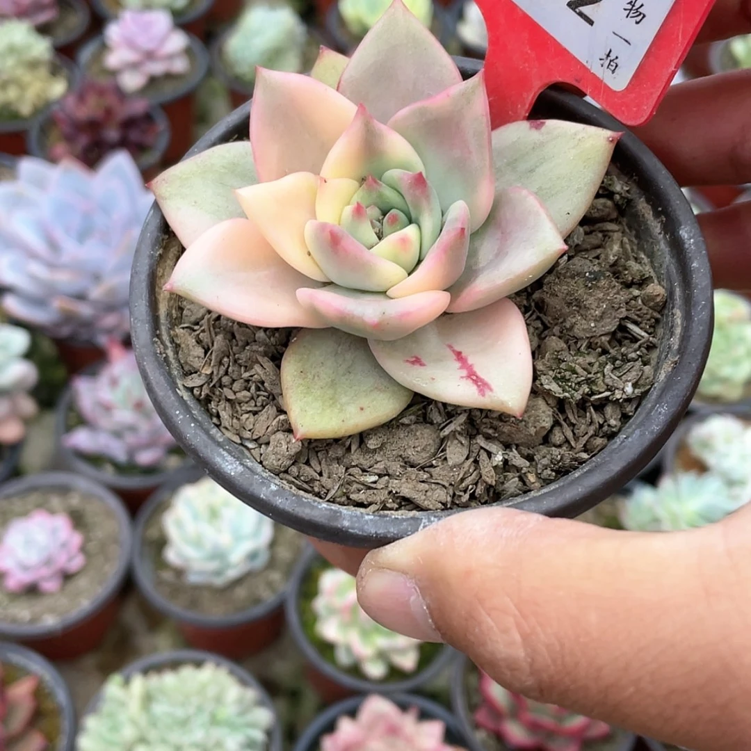 【闪购商品】王****⁷952号