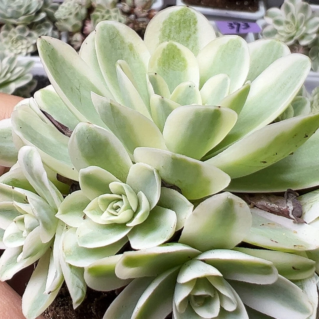 山地玫瑰锦春晓341号