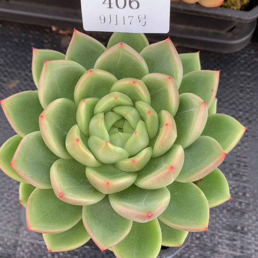 【闪购商品】云406号珍妮12厘米