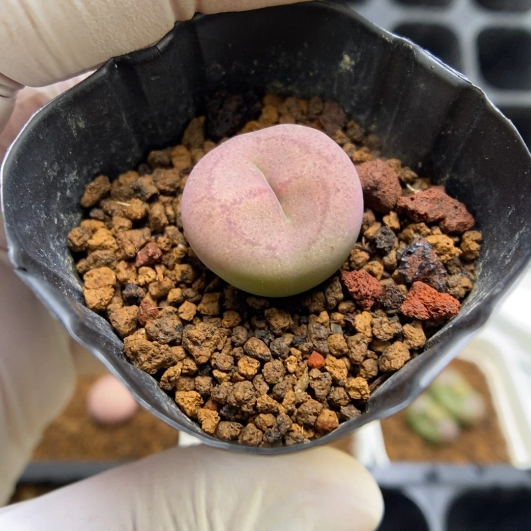 多肉植物肉锥杂交K-3849 毛杂柠檬薄荷糖